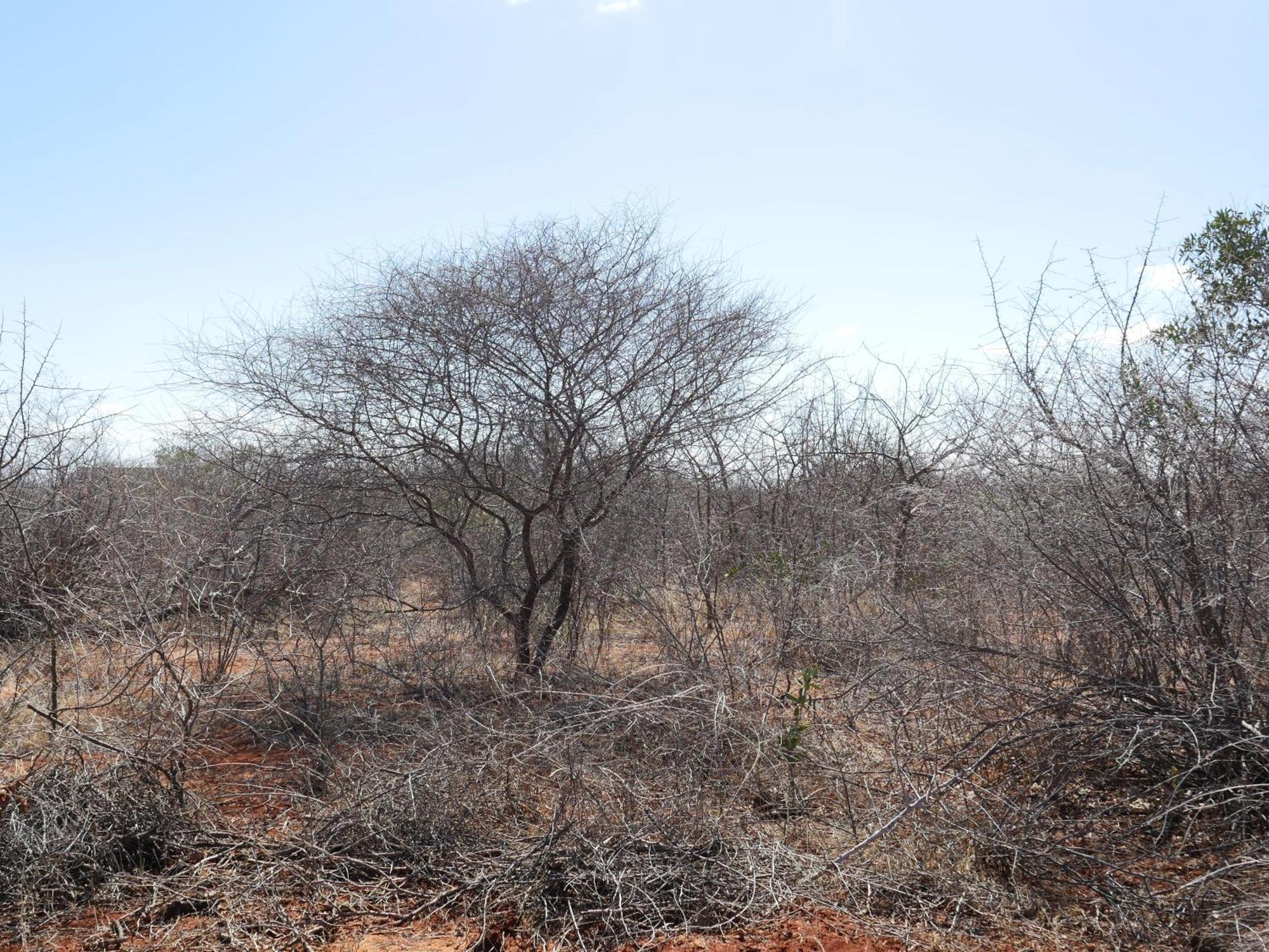 Tausa Tsavo Eco Lodge Voi Exteriér fotografie