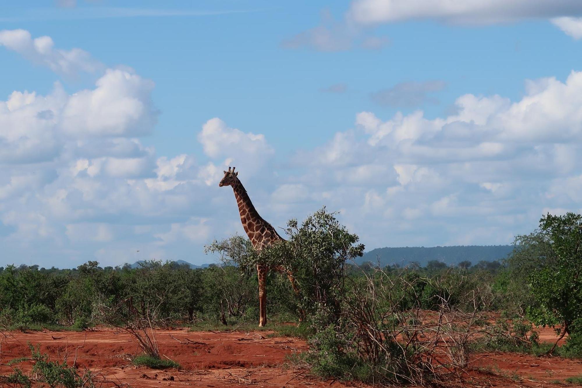 Tausa Tsavo Eco Lodge Voi Exteriér fotografie