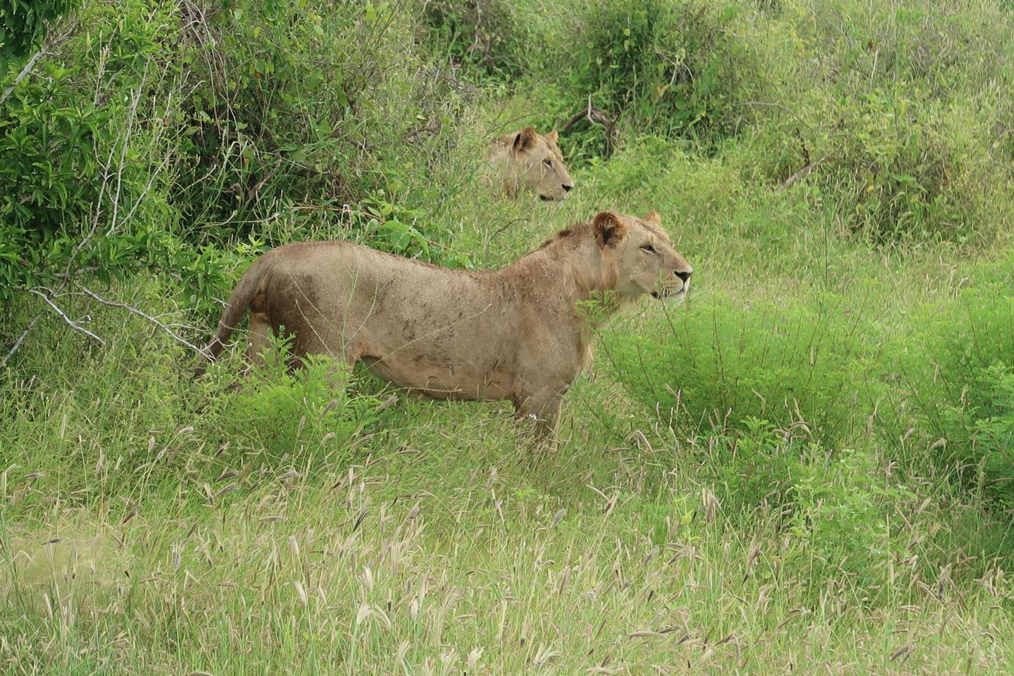 Tausa Tsavo Eco Lodge Voi Exteriér fotografie