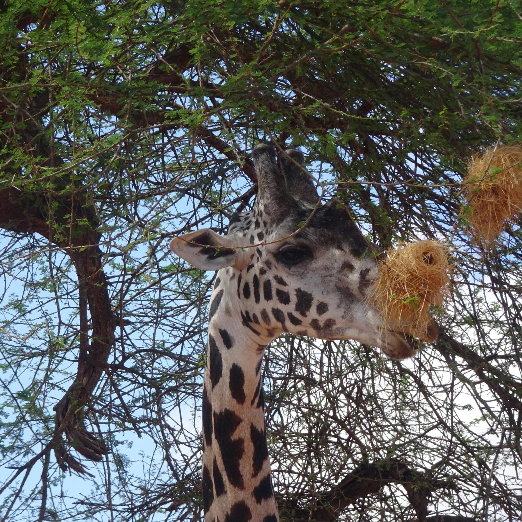 Tausa Tsavo Eco Lodge Voi Exteriér fotografie