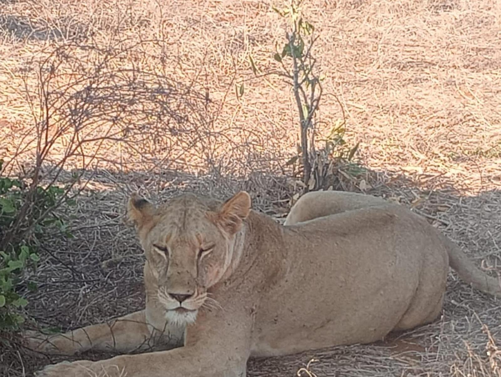 Tausa Tsavo Eco Lodge Voi Exteriér fotografie