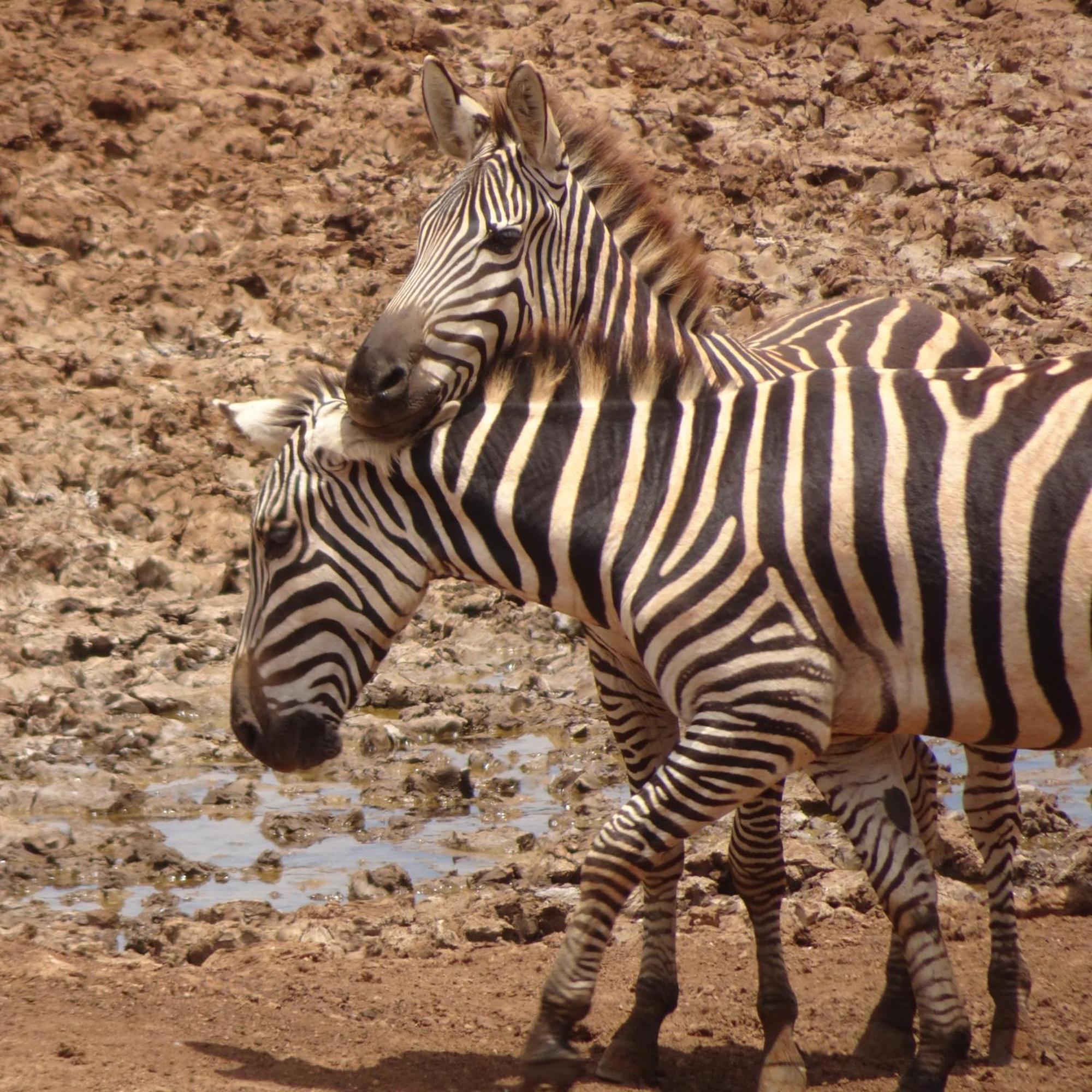 Tausa Tsavo Eco Lodge Voi Exteriér fotografie
