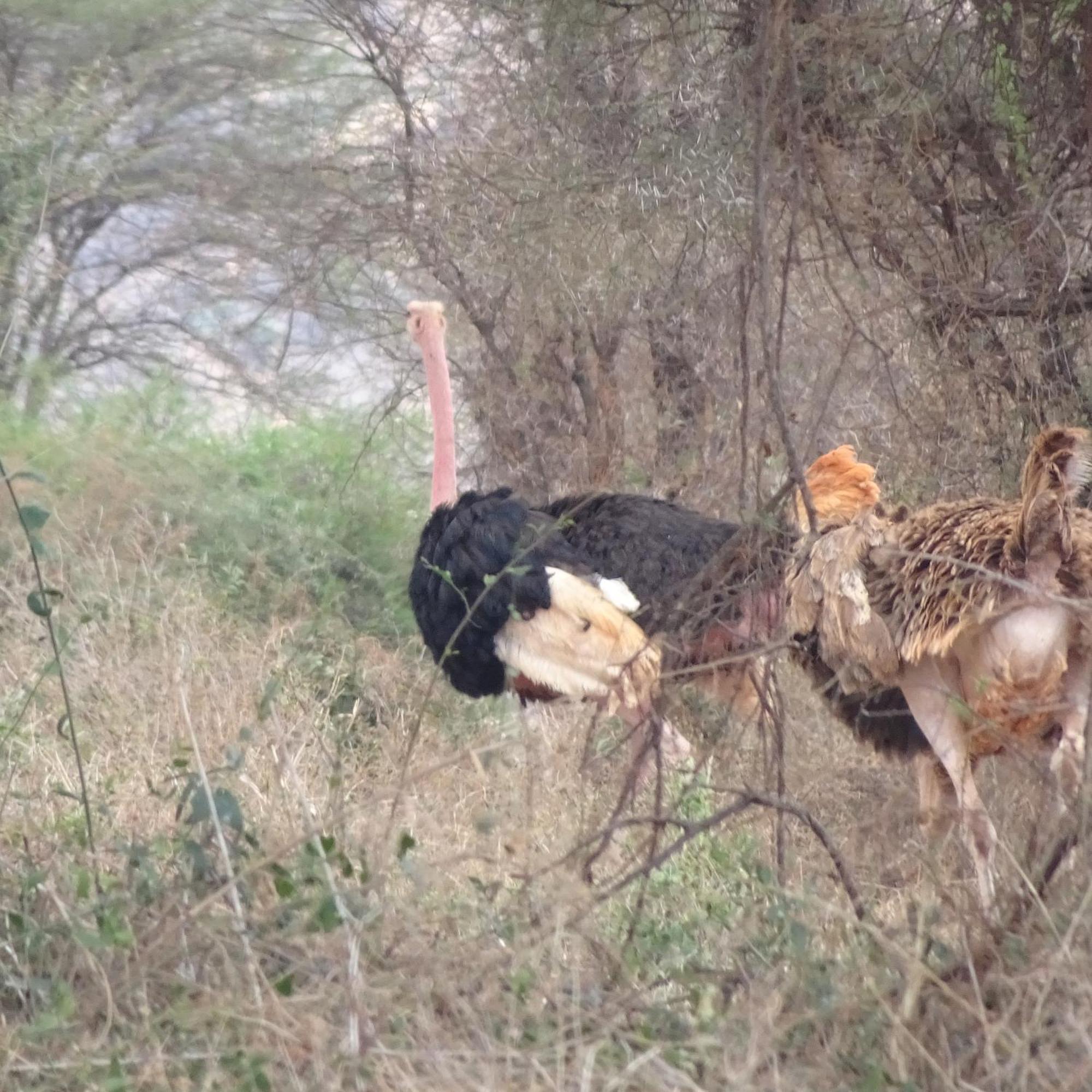 Tausa Tsavo Eco Lodge Voi Exteriér fotografie